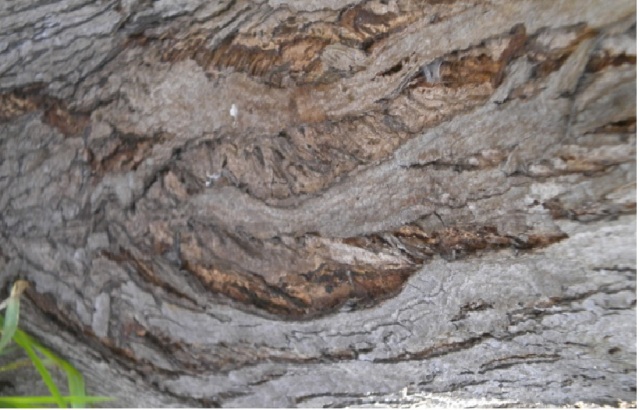 kulit pohon2