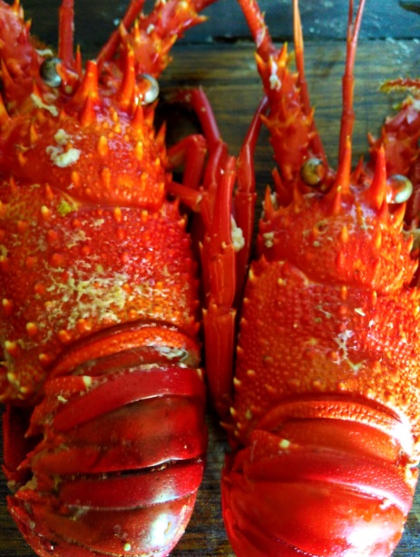 lobster 3