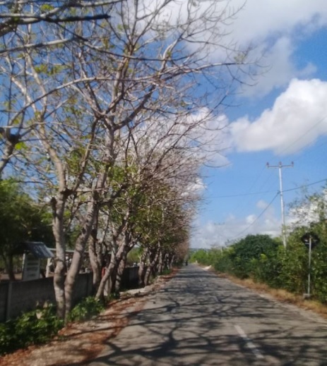 Pohon reo di sepanjang jalan ke Nembrala Kecamatan Dela